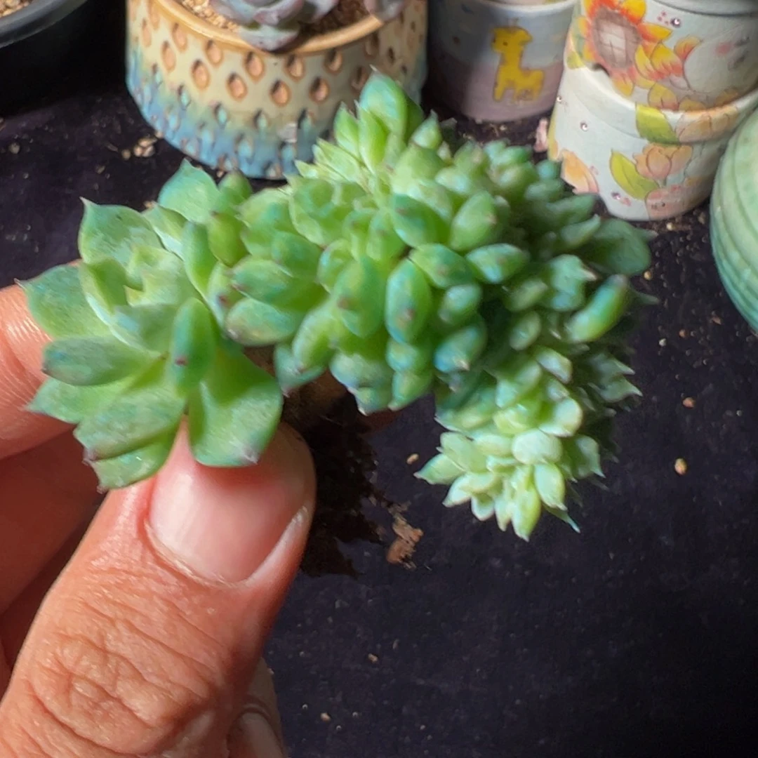 新年快乐 新年快乐