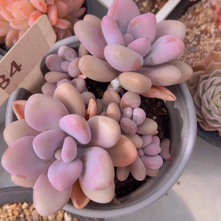 健健康康平平安安