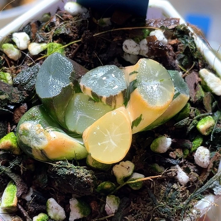 615山之翠锦一物一拍