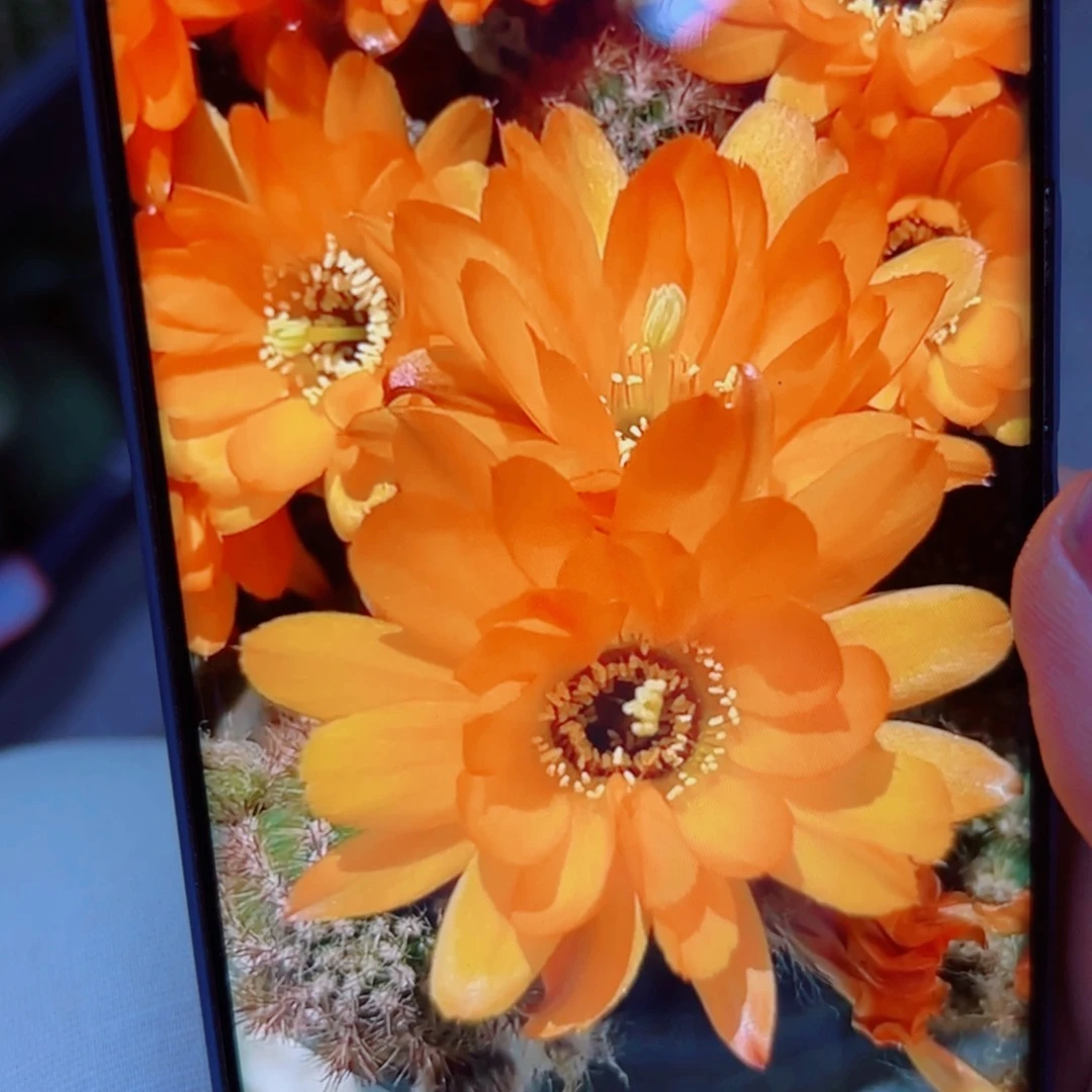 下37白檀黄金3个无根小侧芽20包邮