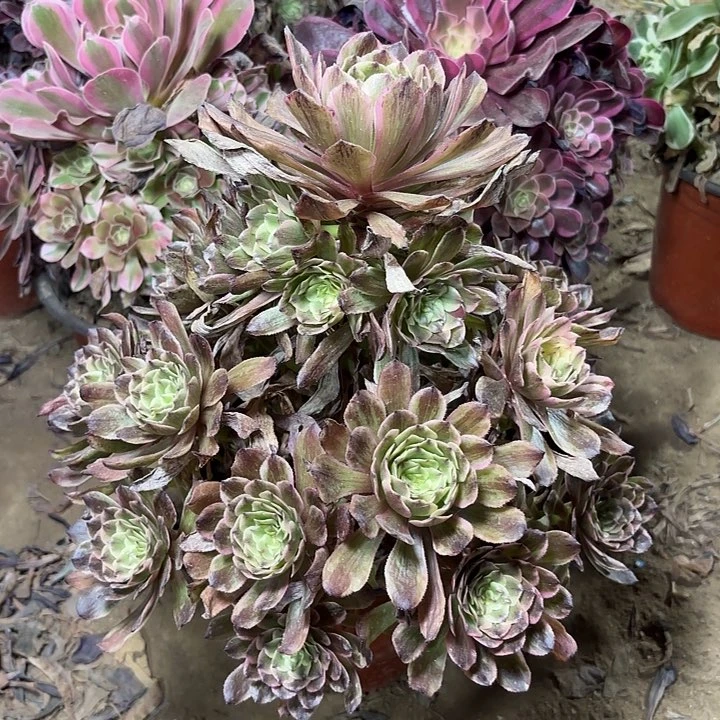 多肉植物奥黛莉20