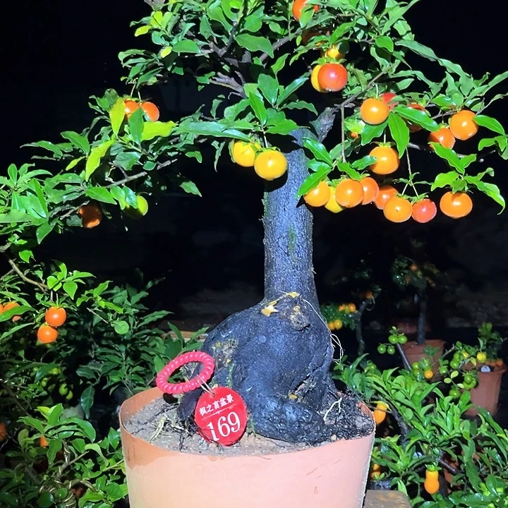 无花朵带果金弹子169号