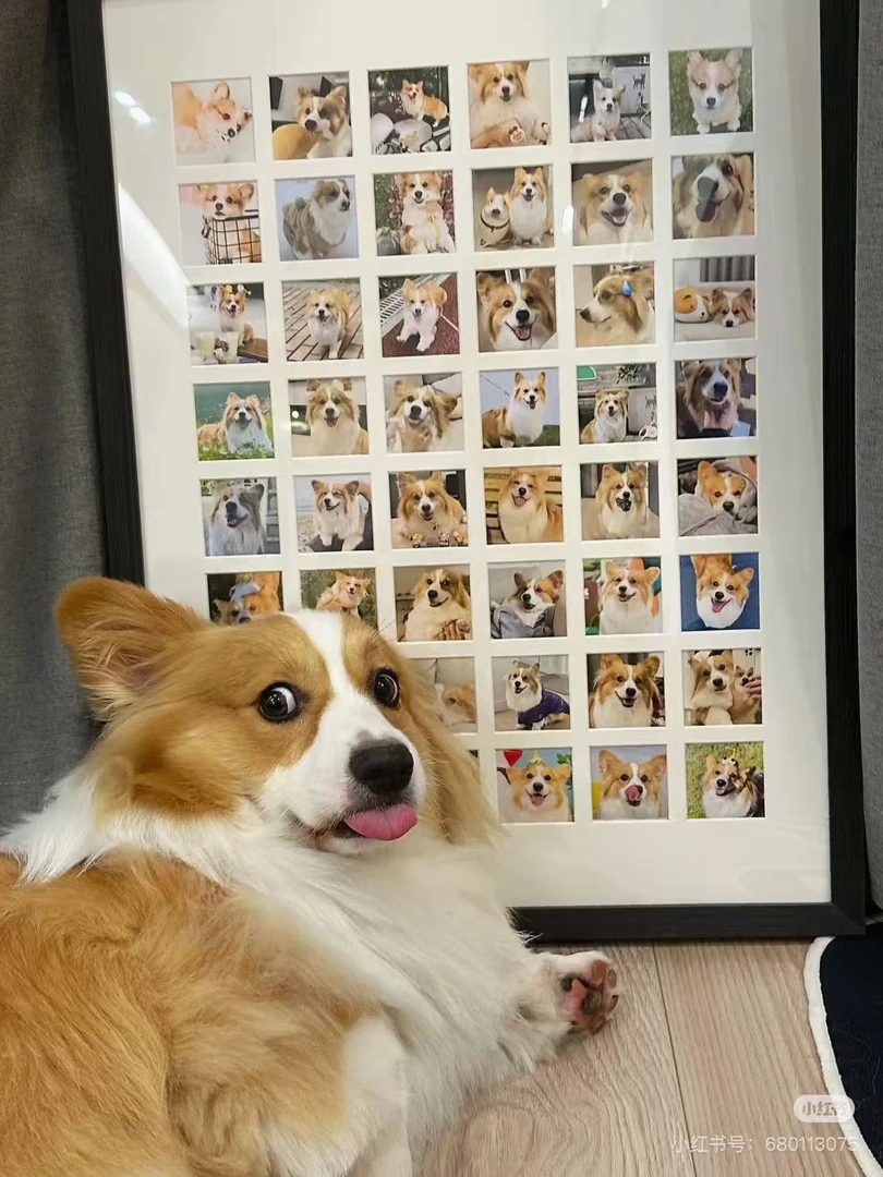 宠物定金专属，（拍前联系客服）