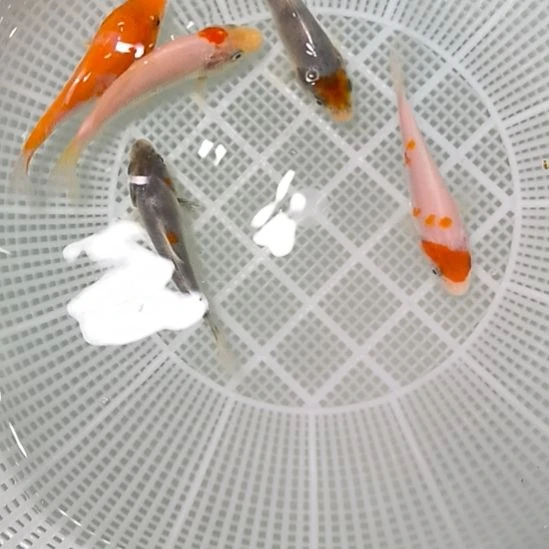 锦鲤锦鲤，锦鲤鱼，五尾