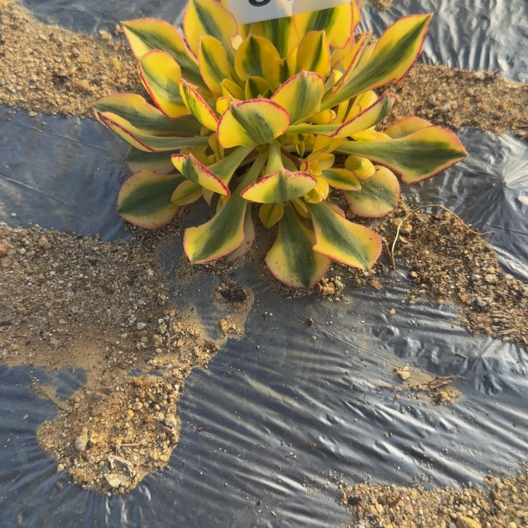 L***p819太阳神。多肉植物