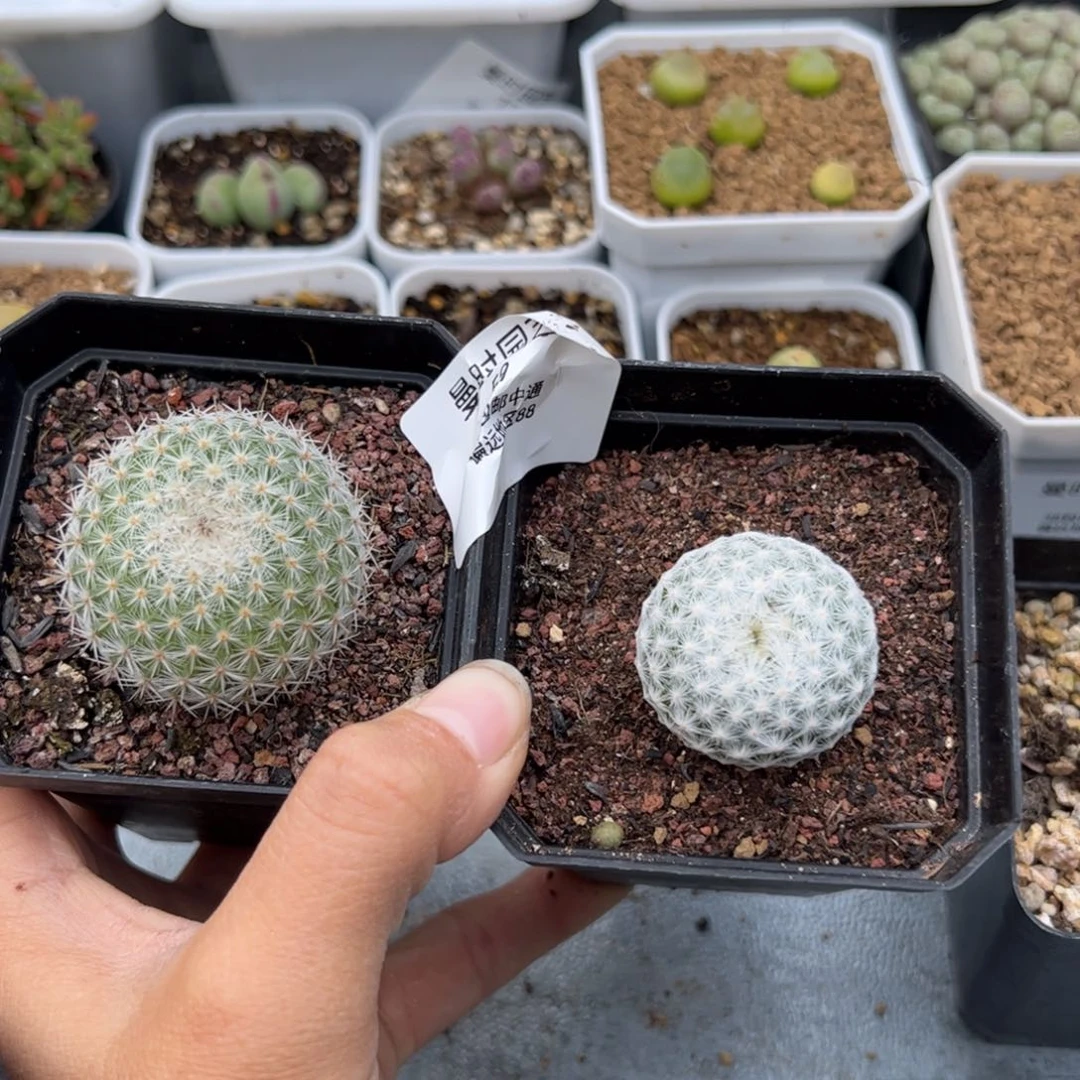 大**头59号球球2.25多肉植物