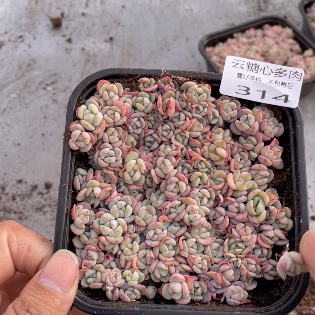 云糖心多肉植物314