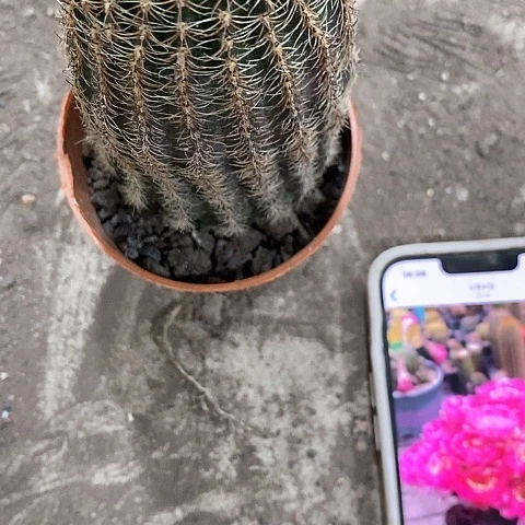 粉红女郎，5公分左右