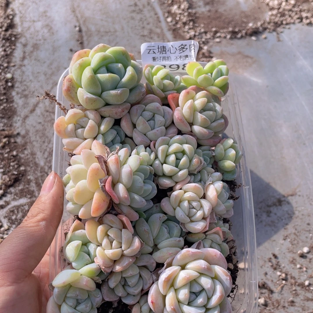 云糖心多肉植物898