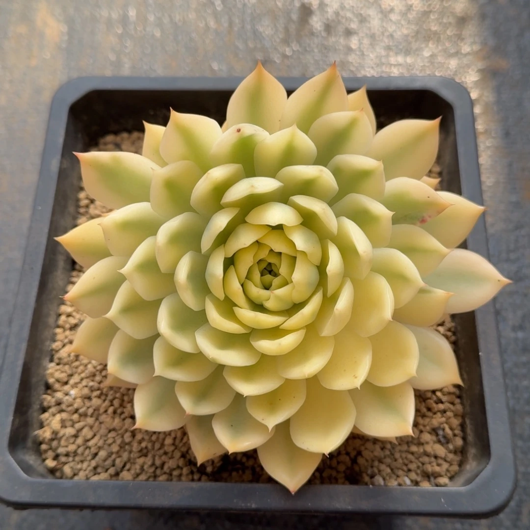 海蓝锦锦上园艺一物一拍