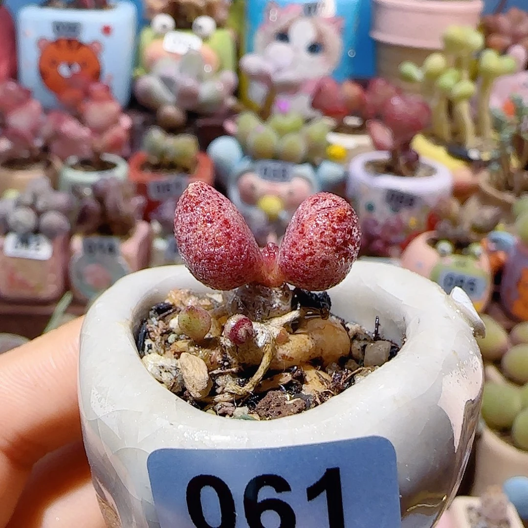 T马利安小红嘴盆口2.5cm