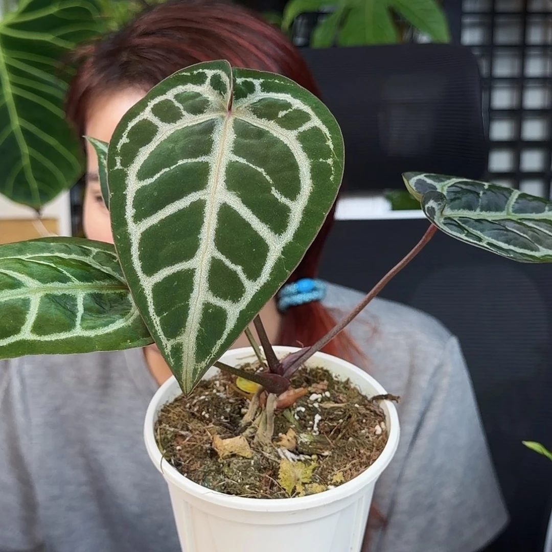 完全开放L113  黑桐