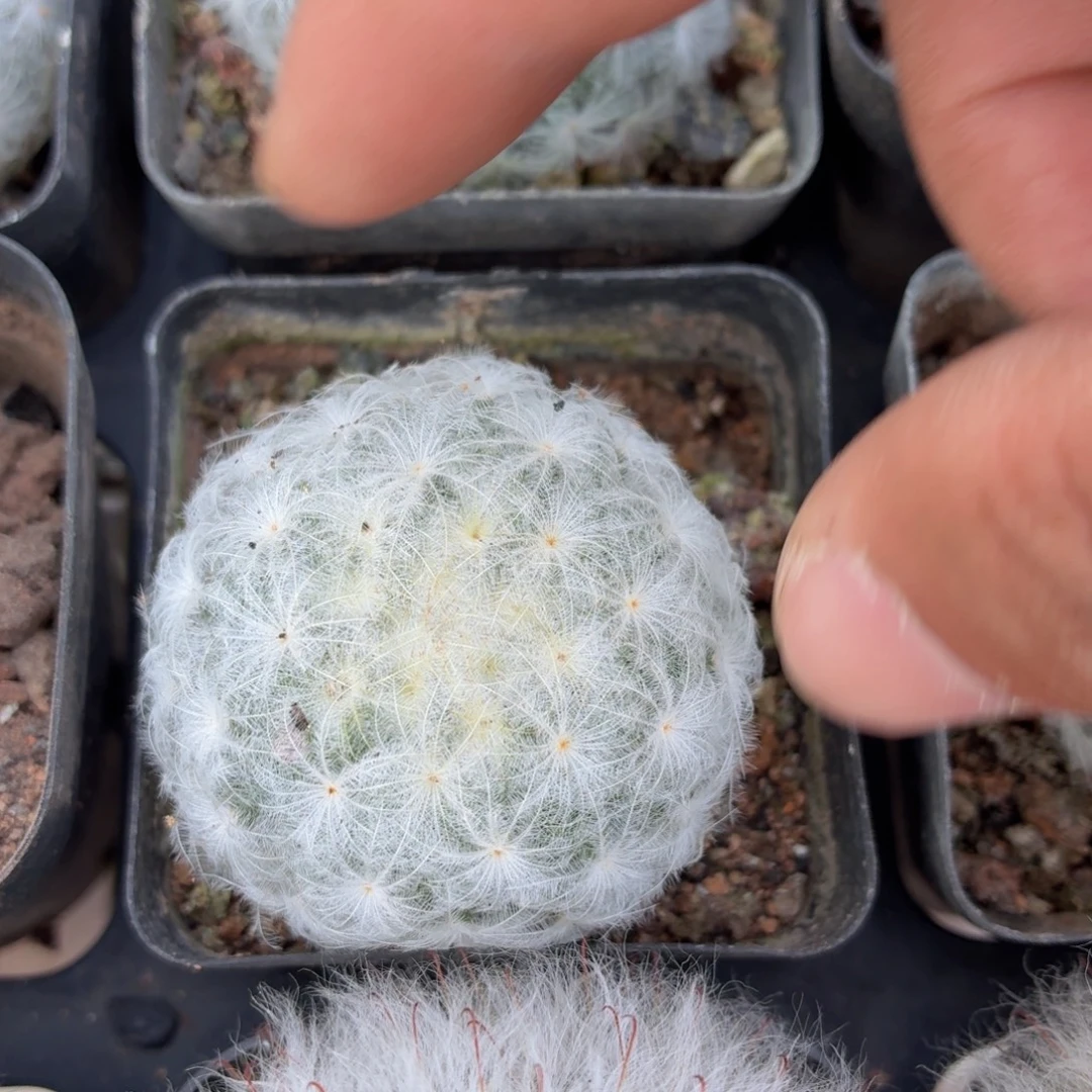 白星多肉9.9包邮发货