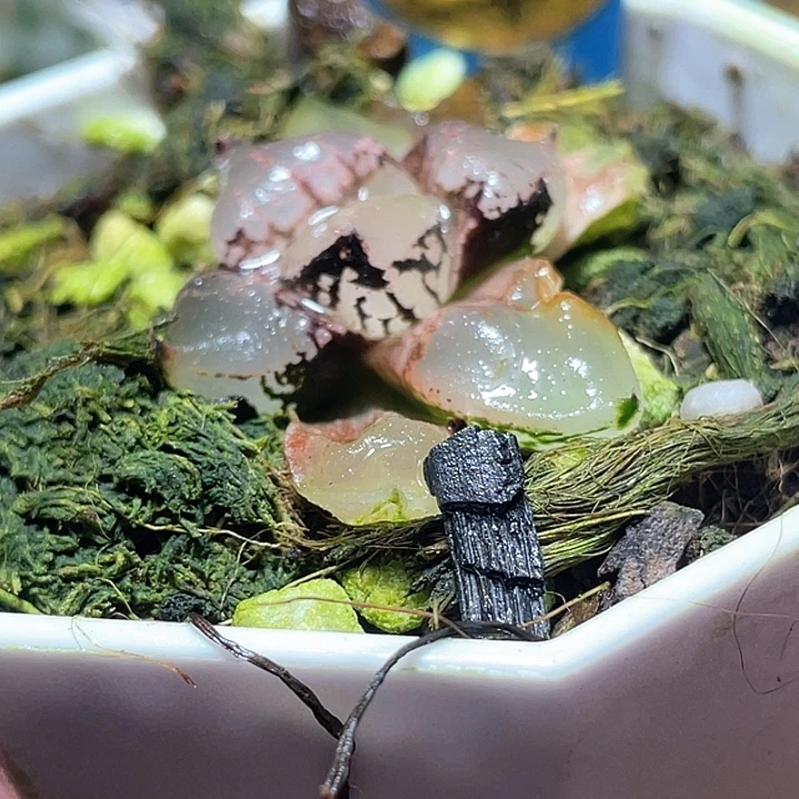 524冰皇特选福利一物