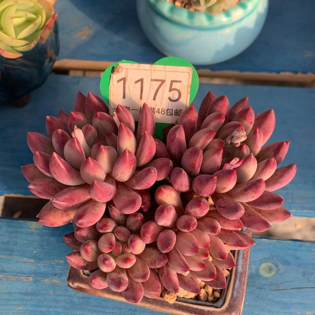 虞美人紫体4头1175