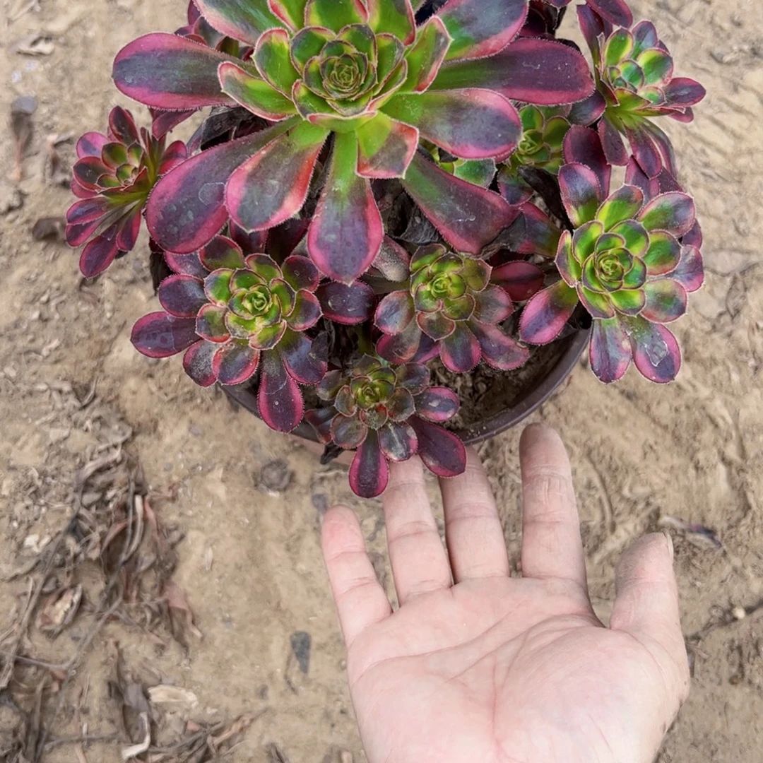 冰淇淋多肉植物0304