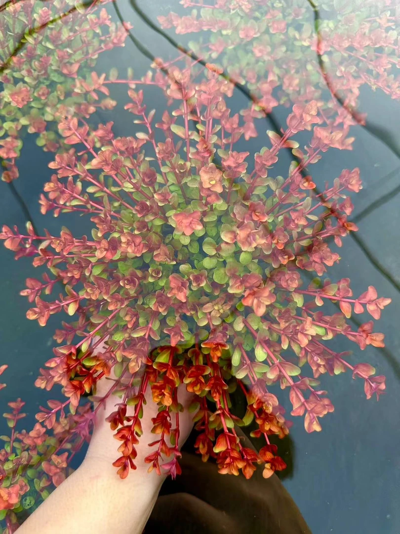 【云端宫廷】水草鱼缸造景大坨水草高端宫廷中后景草