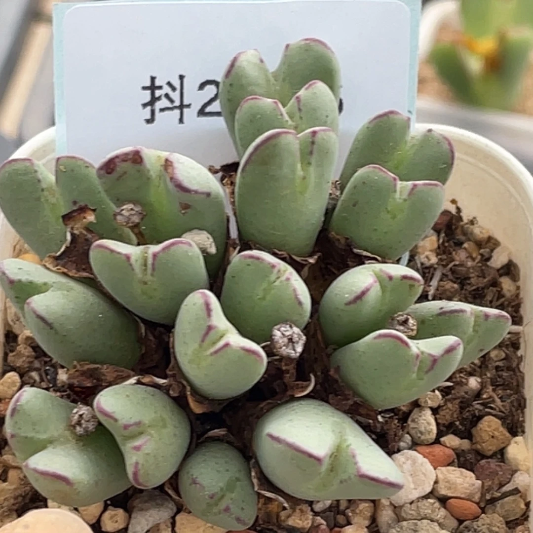 26-76将多肉植物肉锥