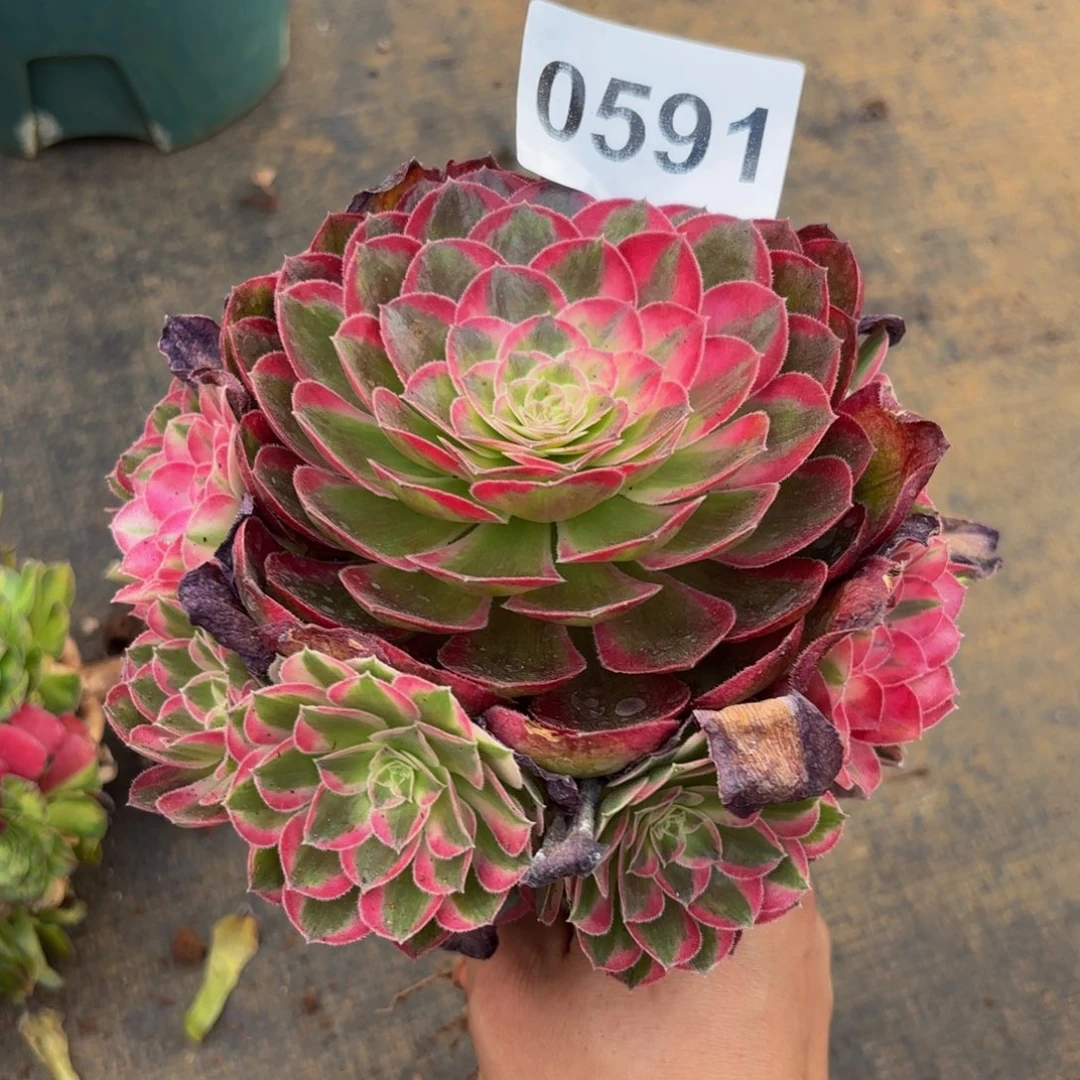 0591多肉植物孔雀翎