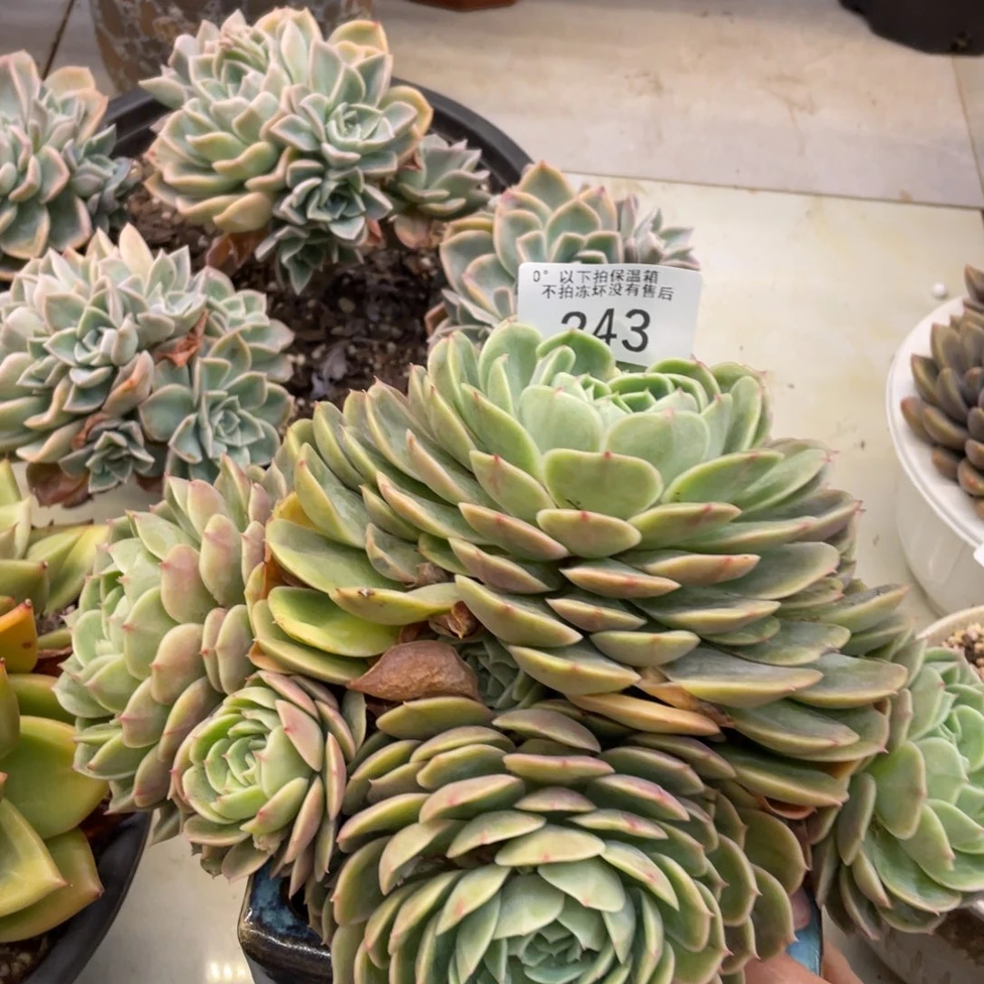 黑大帅多肉243昂斯诺