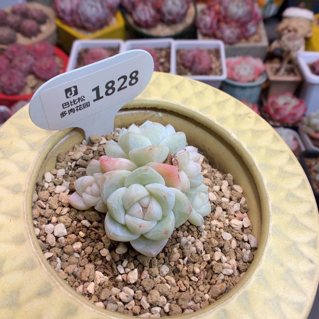 反*序1828 迷你冰玉多肉