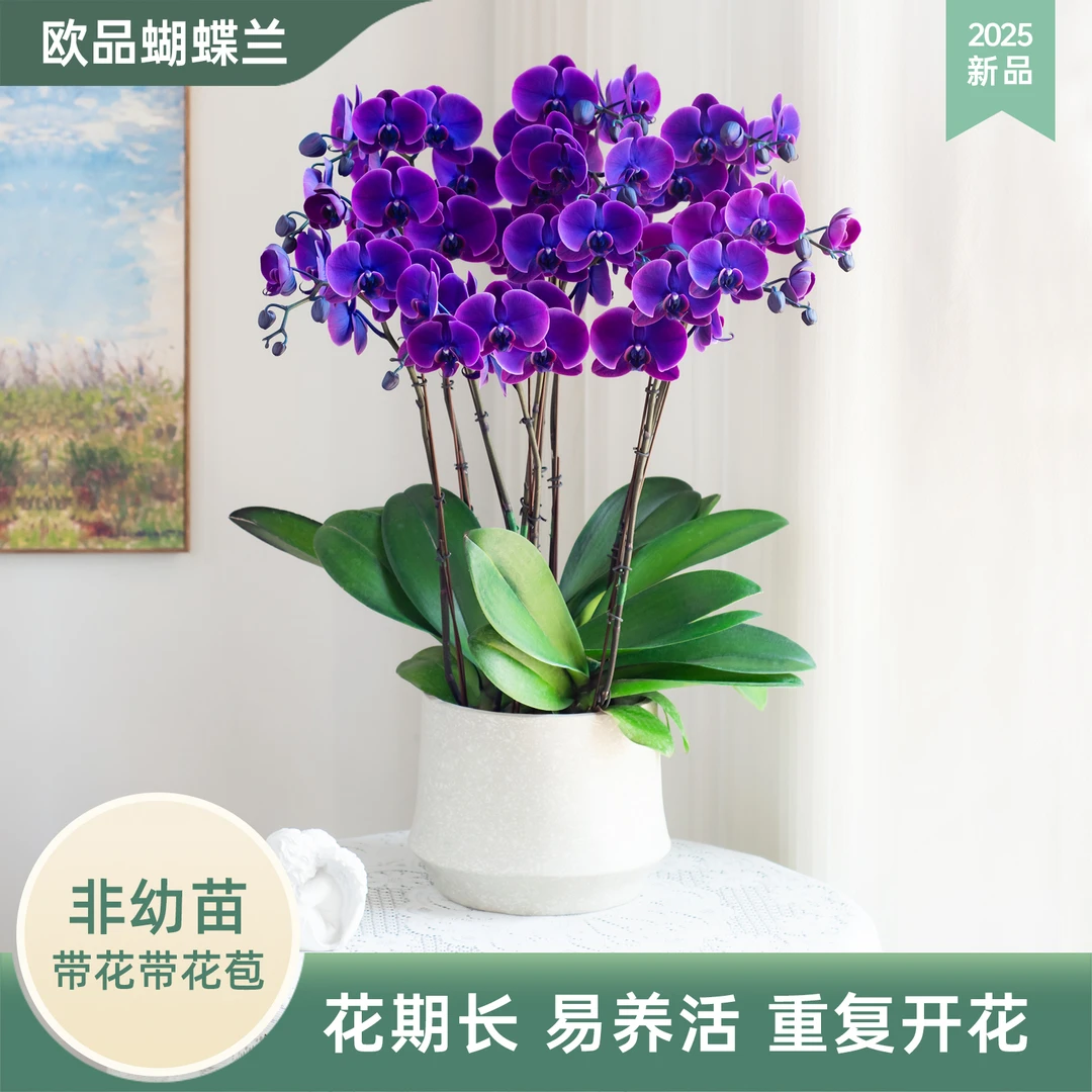 蝴蝶兰【马卡龙黑曜石】超大花盆栽开花带花苞室内花卉蝴蝶兰盆栽