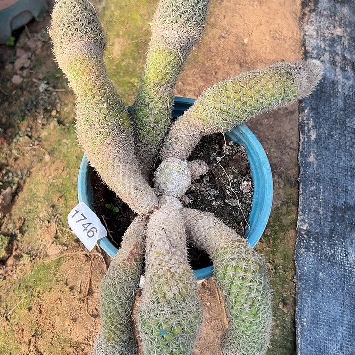 1746号gou'bao'shan六条易掉头