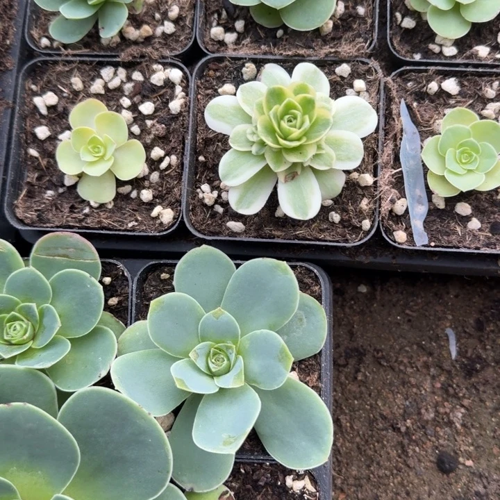 黄覆轮锦山地玫瑰一一