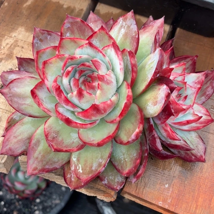 兔***子多肉植物惊鸿仙子