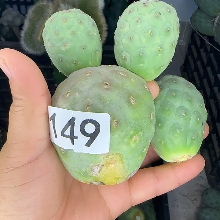 踏***）无花朵大型无刺习侧芽149