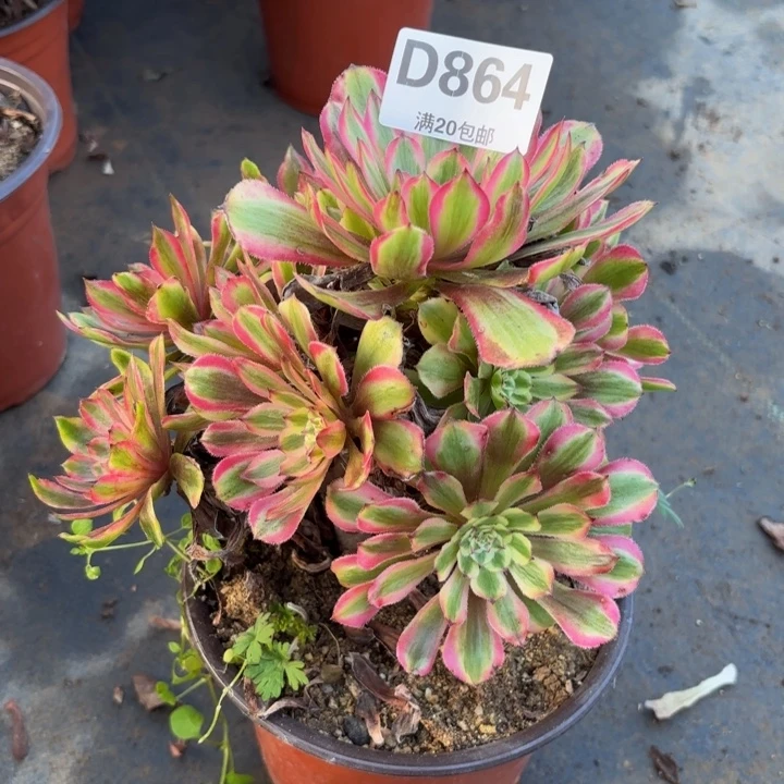 瑞妈多肉园艺864黄花梨，