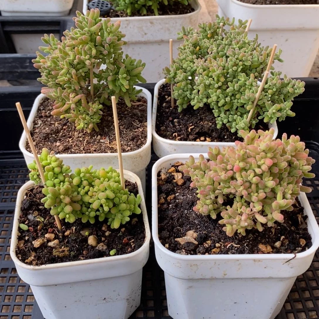 枝干番杏蜜桔糖球169