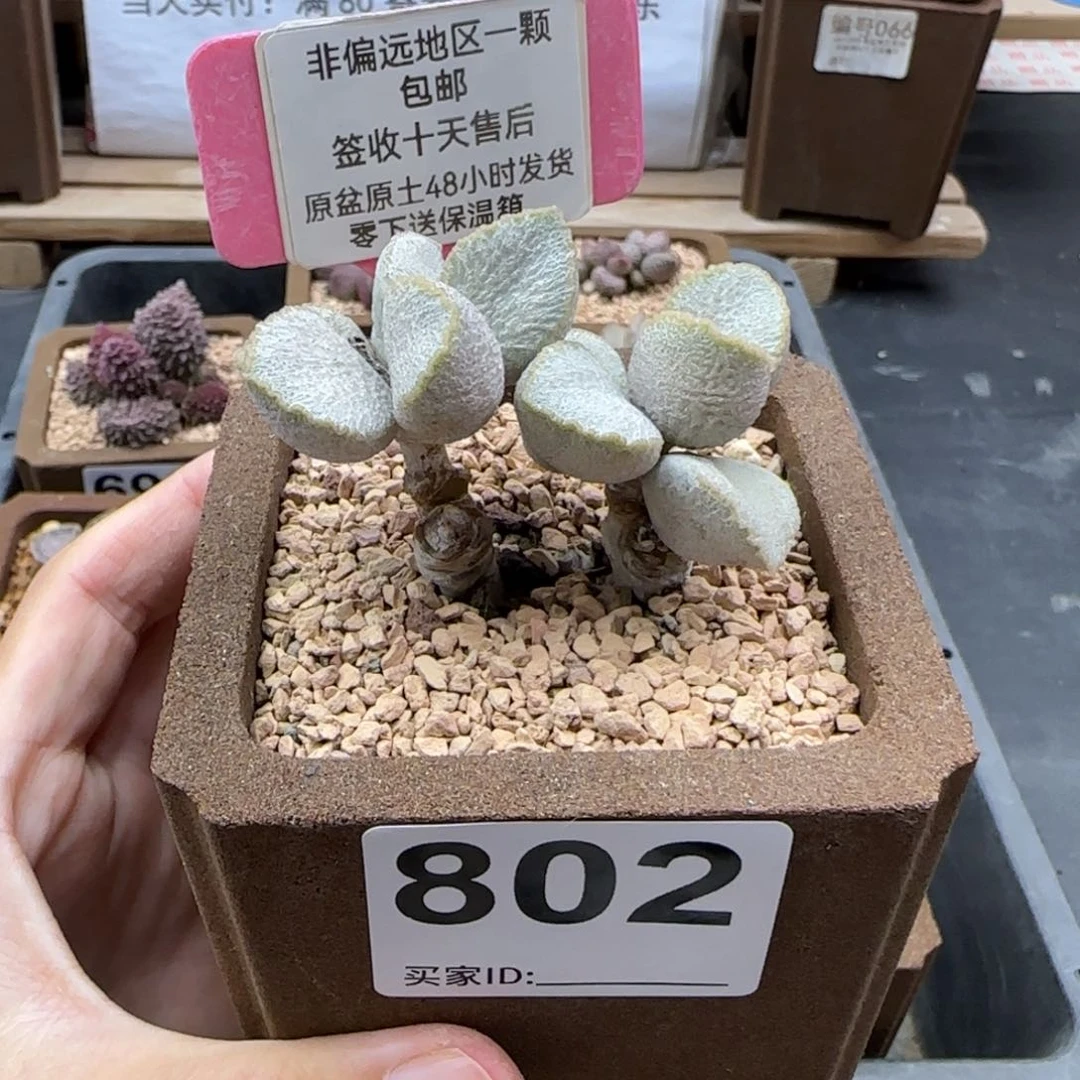 802圣姬多肉植物