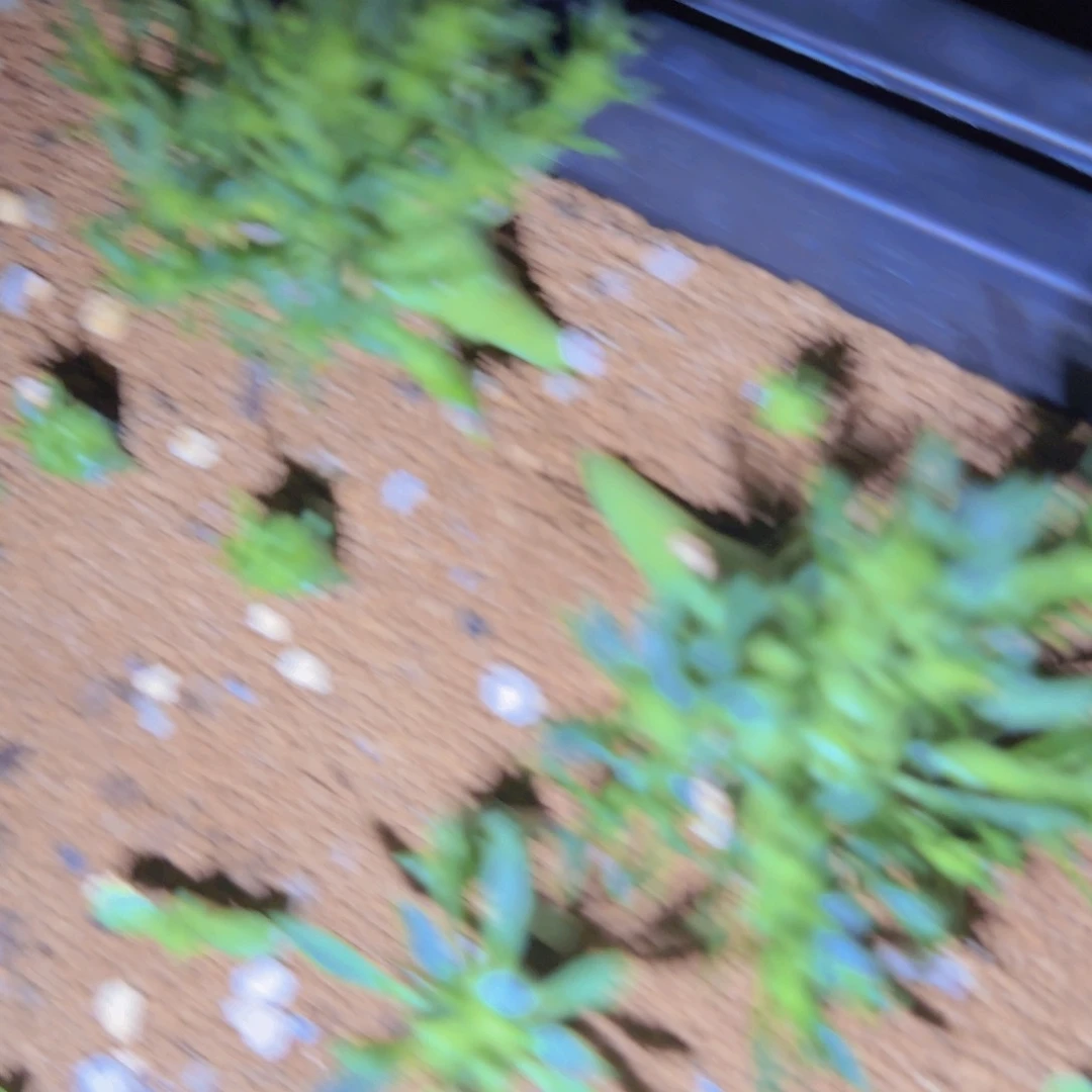 刘***力块根植物块根植物