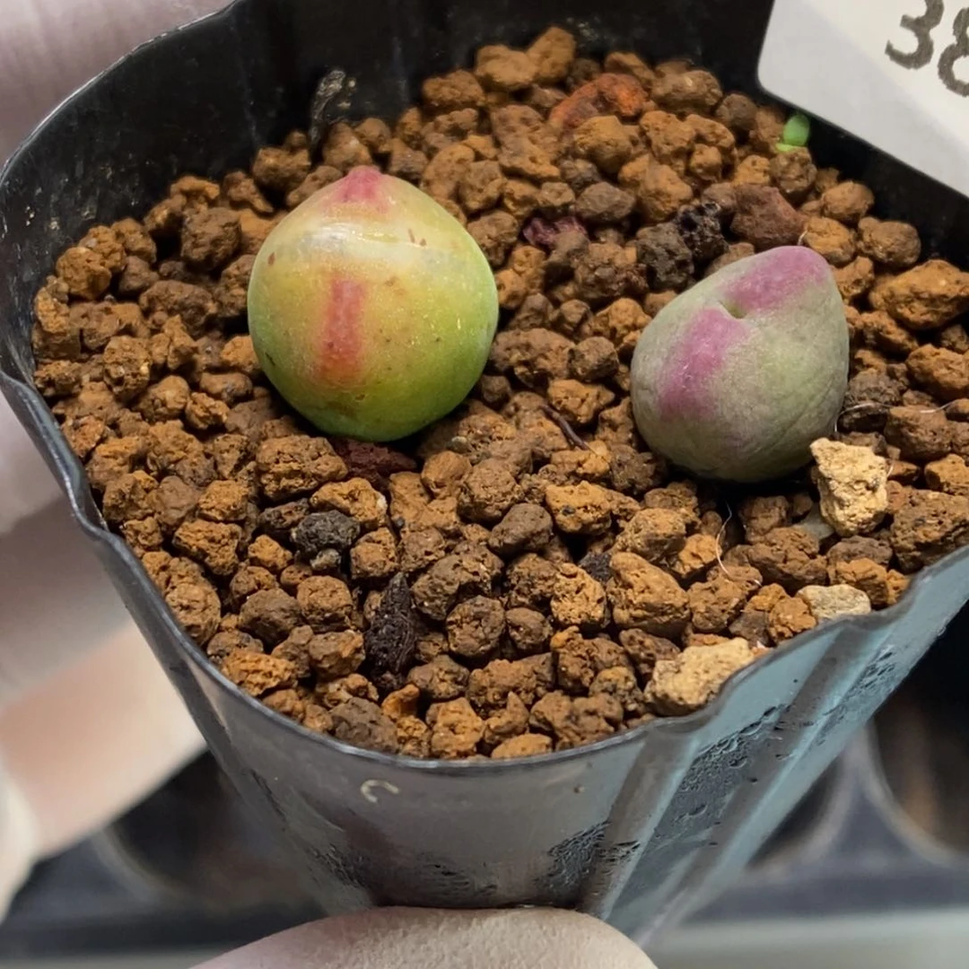 多肉植物肉锥杂交K-382