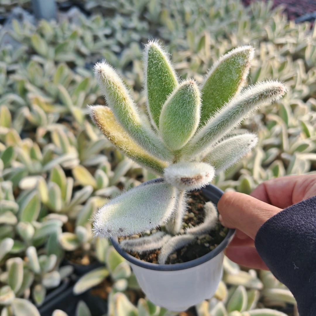 多肉一物一拍，G801一850号（新疆西藏不包邮）