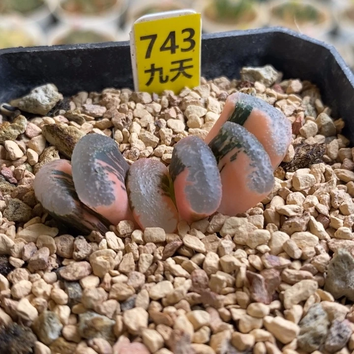 743号浮藻玉扇锦多肉植物