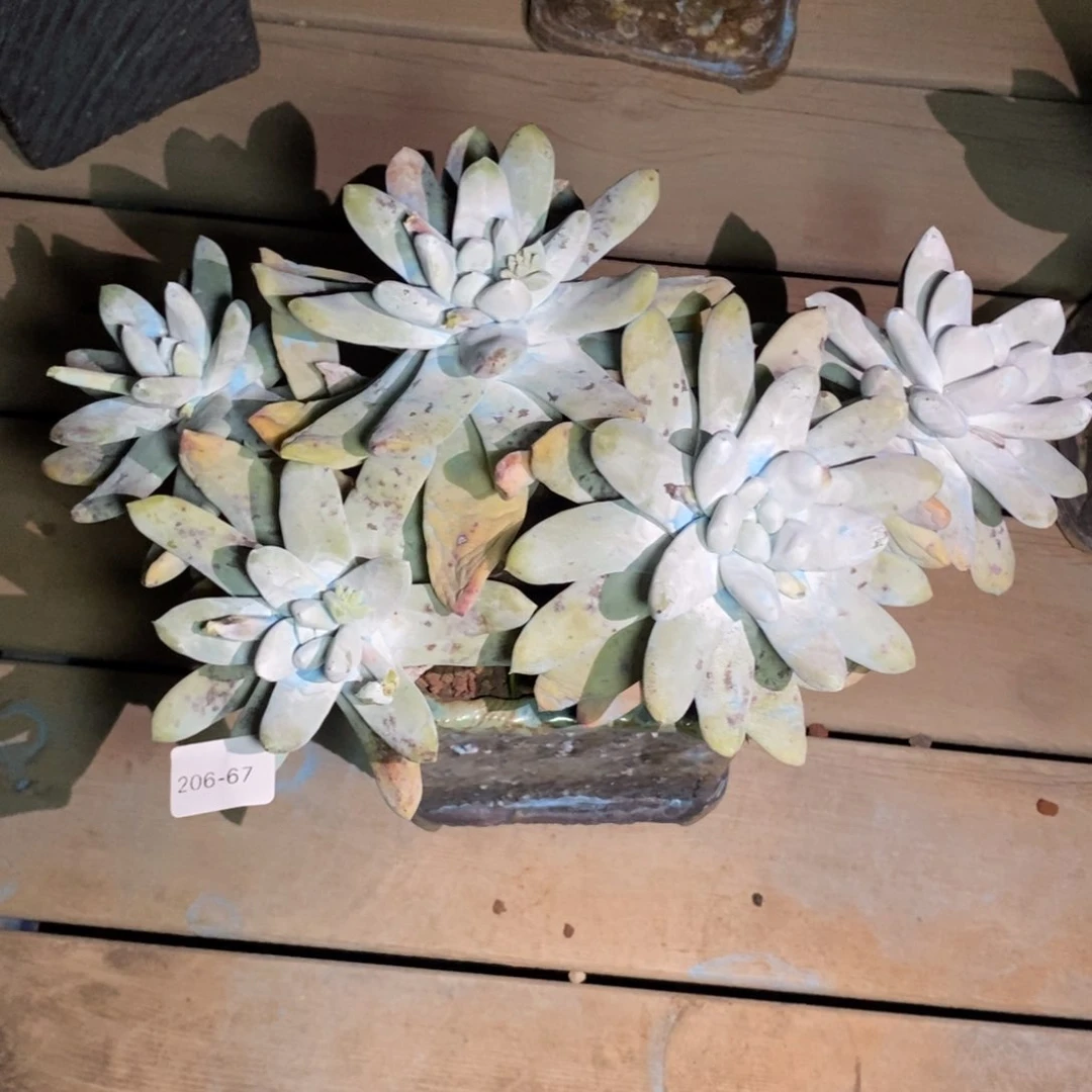 威*杨67号拇指福利啦