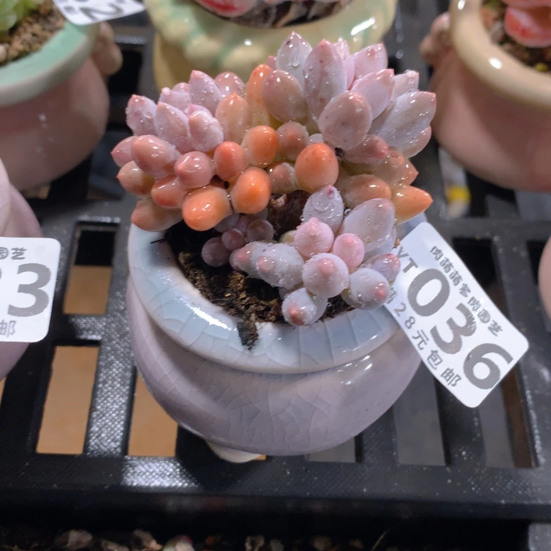 肉萌萌拇指盆精控多肉YT036