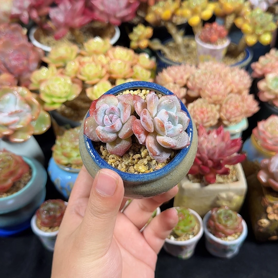 星影6cm 带盆土发货满35包邮