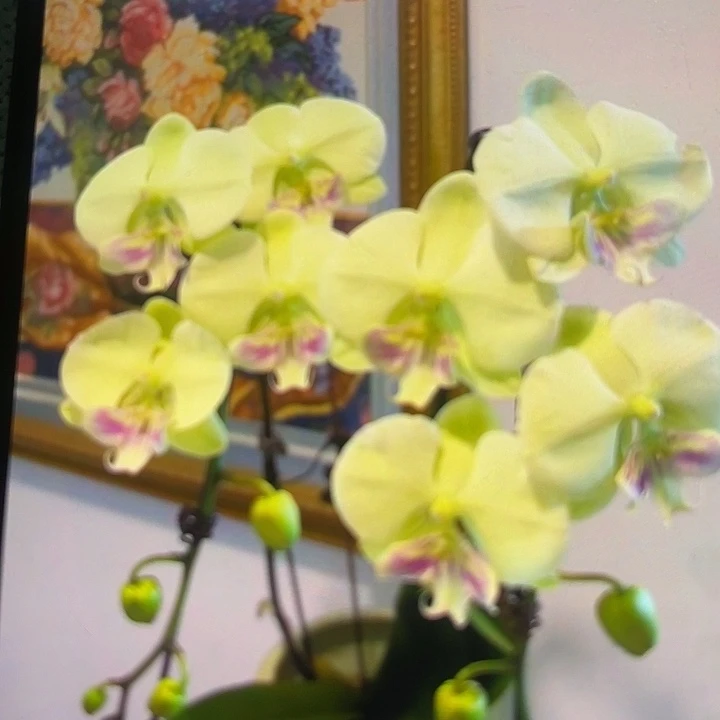 蝴蝶兰绿翡翠2.8新苗