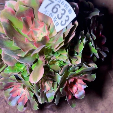 香妃多肉植物法师7633