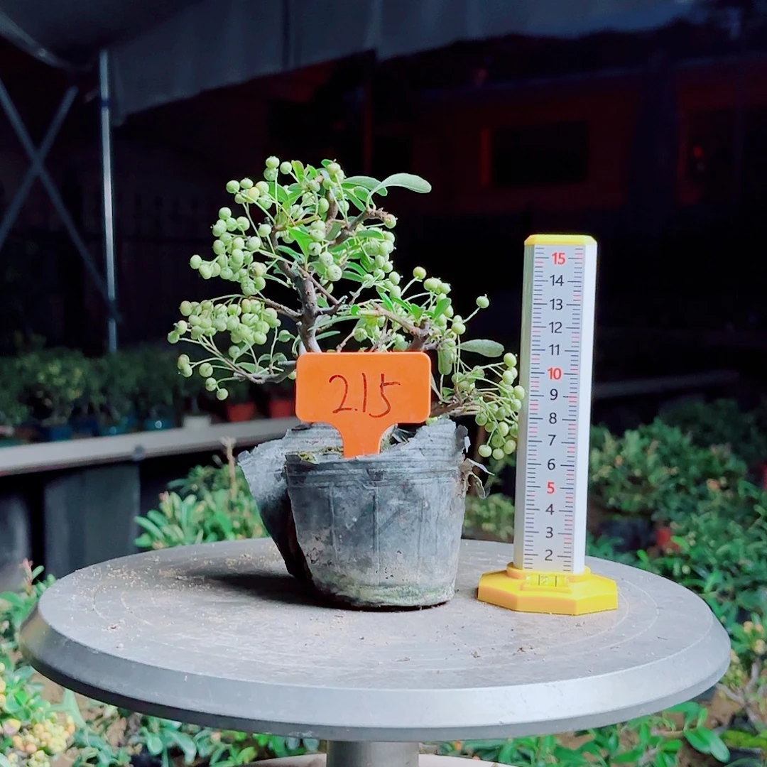 八***薰无花朵火棘吉祥果素材桩