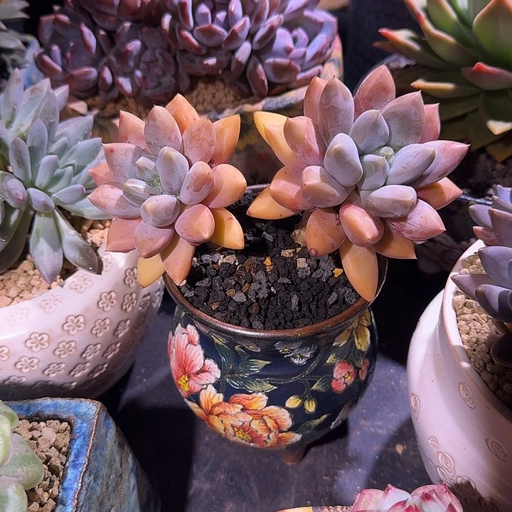 黄胖体 哥特 双头  一物一拍