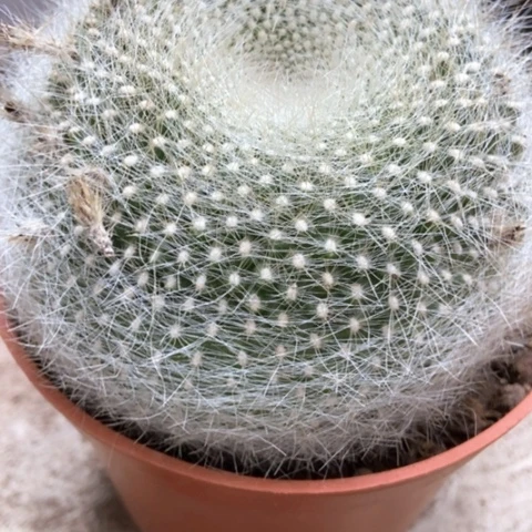 白雪光仙人球12米