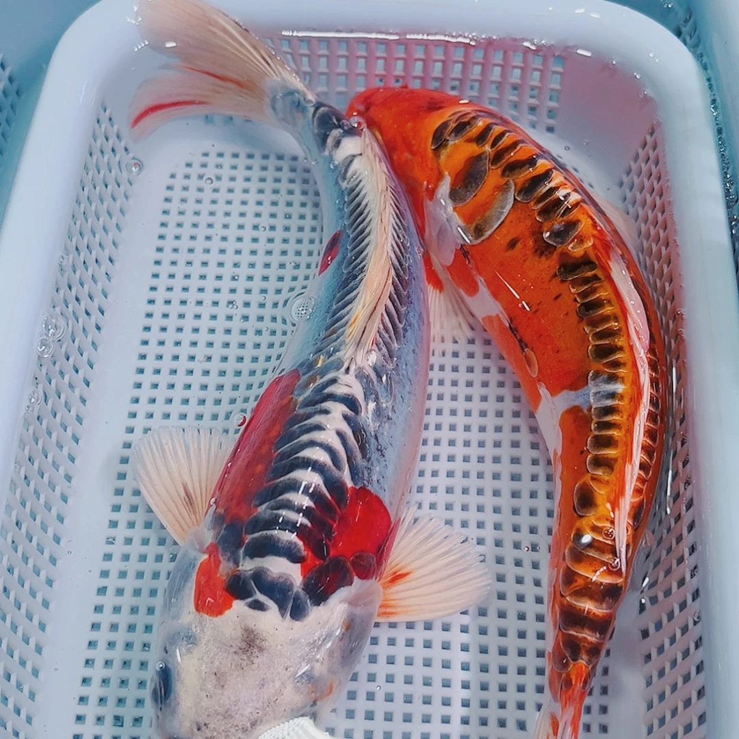 锦鲤锦鲤冷水鱼观赏116