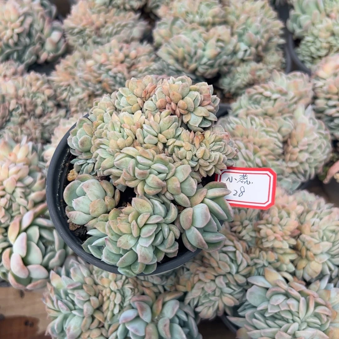 多肉植物多肉植物