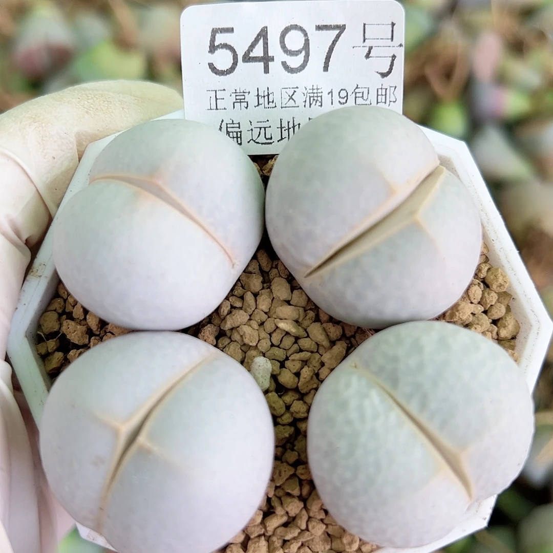 5497 好养易活生石花大母本