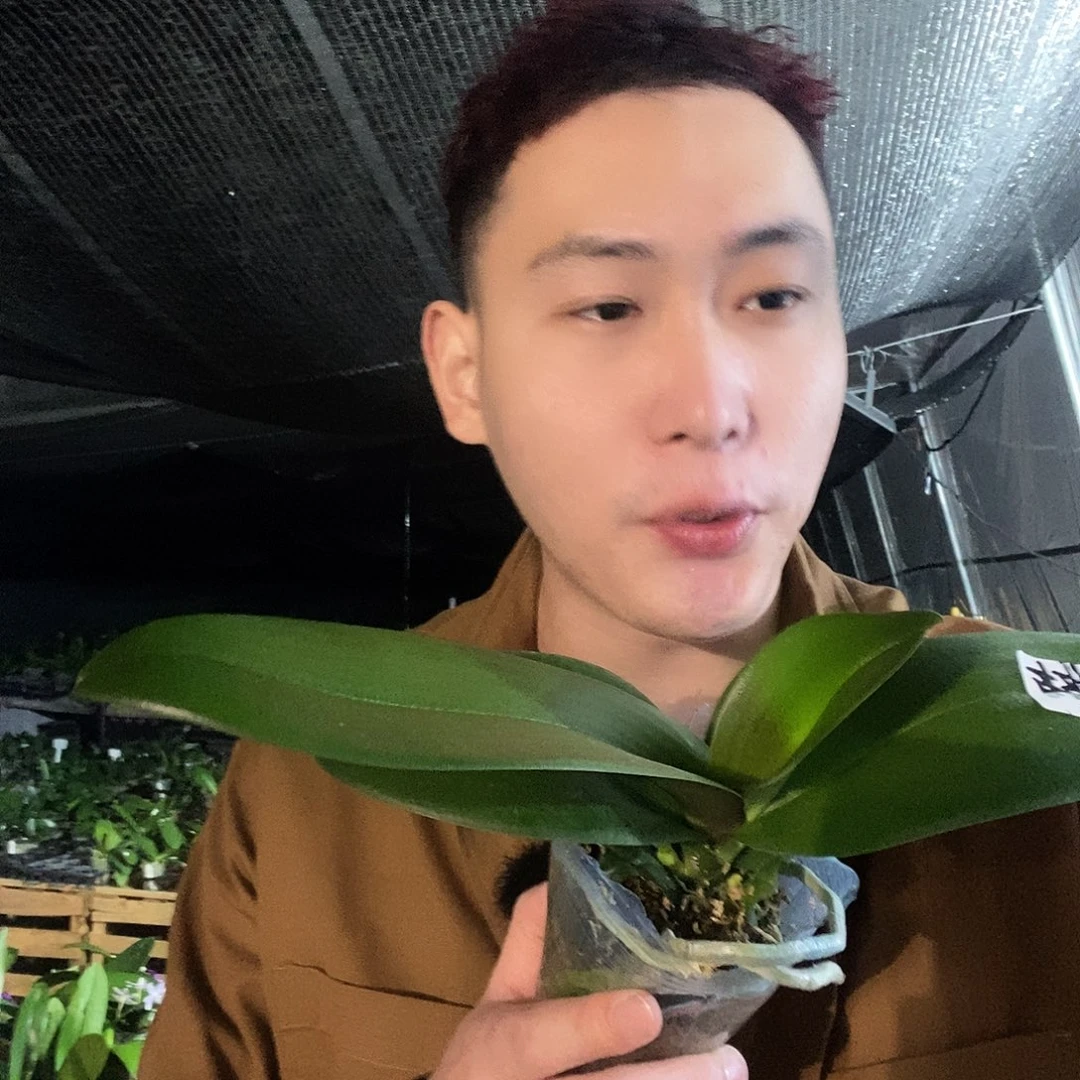 无花朵年年有鱼蝴蝶兰