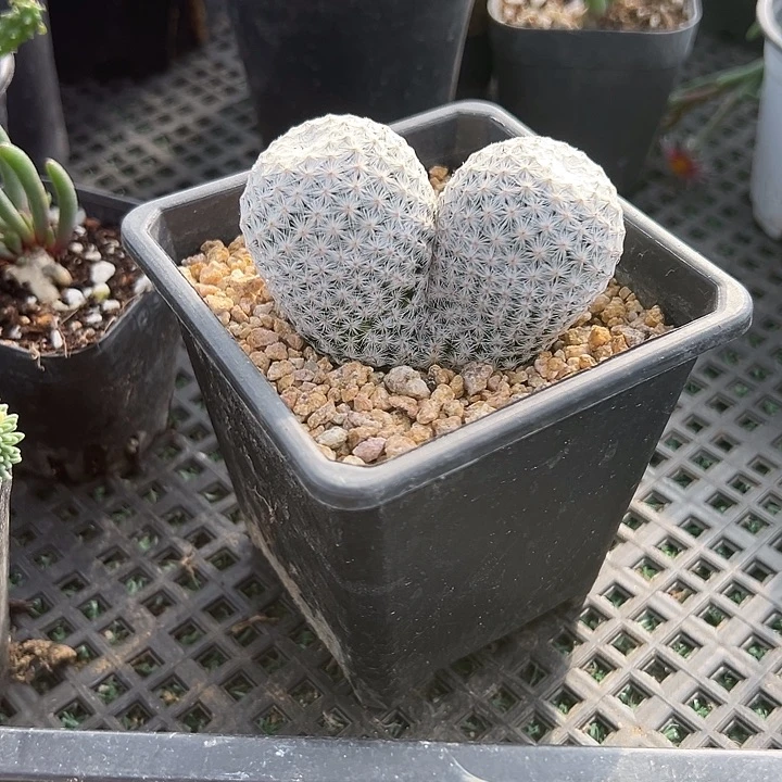 白鸟双头，落地，带盆